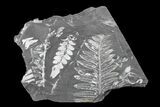 Fossil Seed Fern (Alethopteris & Neuropteris) Plate -Pennsylvania #168372-1